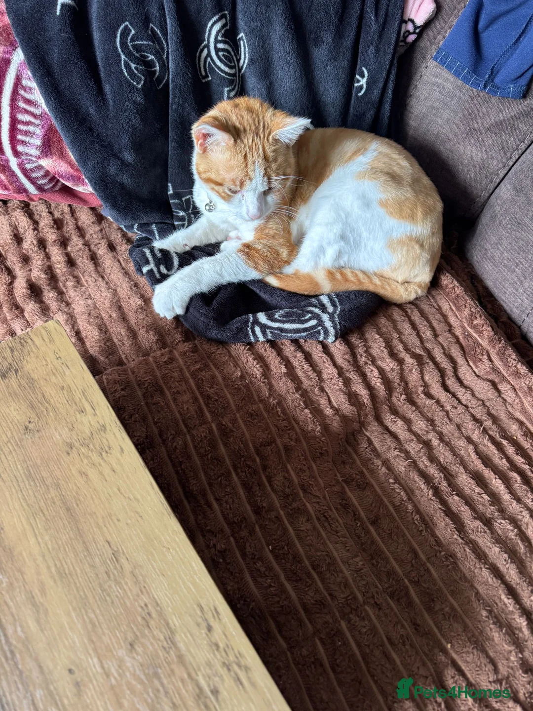 Mixed Breed cats for sale: Sweet ginger boy 10months old - Advert 3
