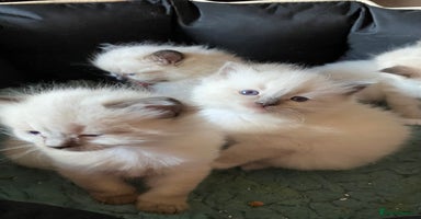 Ragdoll cats - Advert 2
