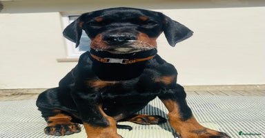 Dobermann dogs in Whitland - Advert 1