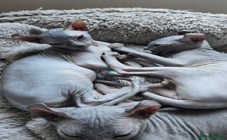 Sphynx cats - Advert 3
