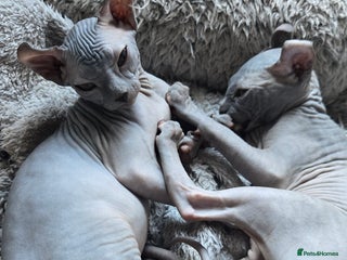 Sphynx cats - Advert 2
