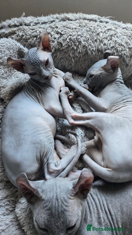 Sphynx cats - Advert 1