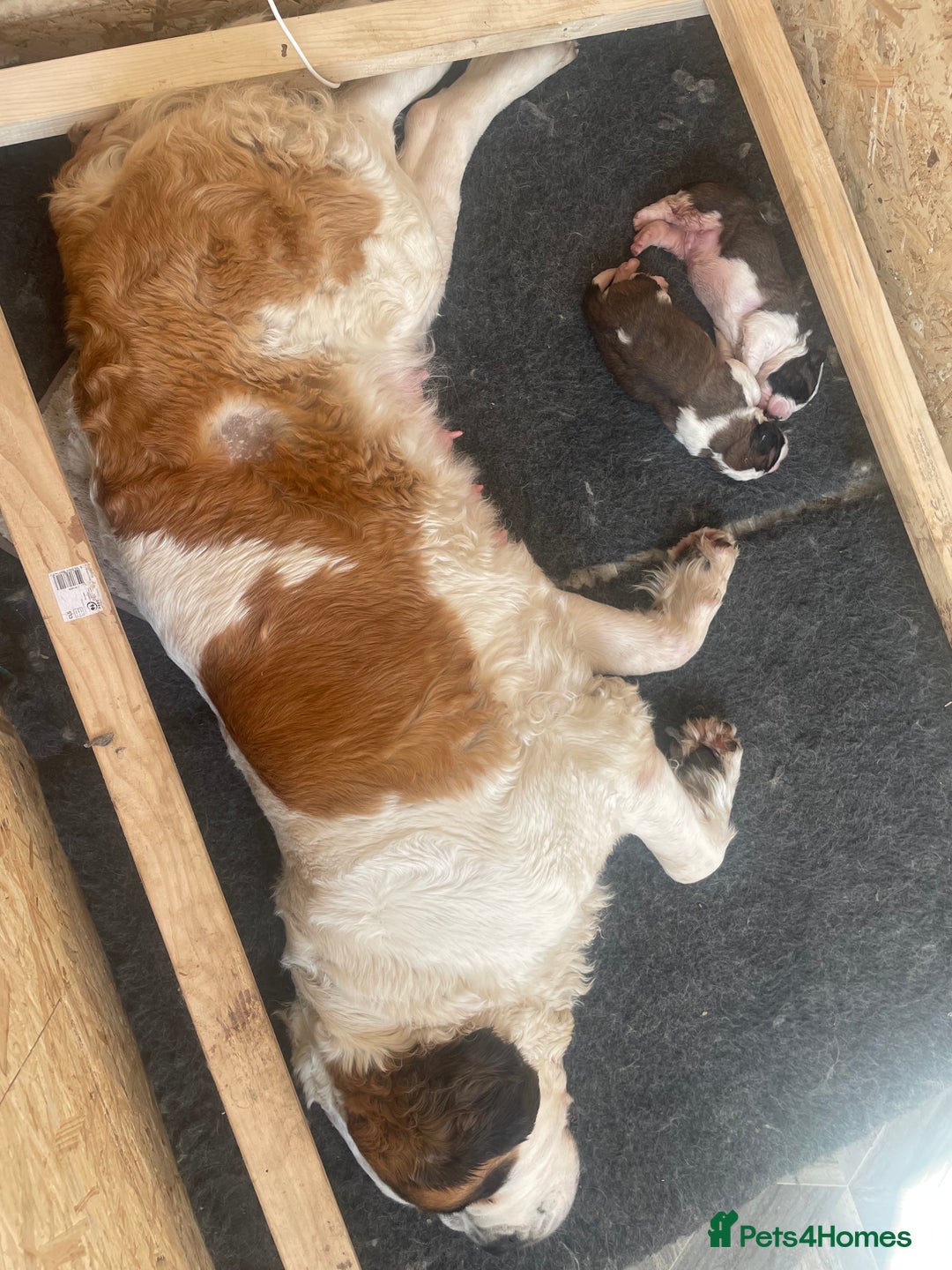 Saint Bernard dogs for sale: Saint Bernard puppies. Ready to leave  - Image 13