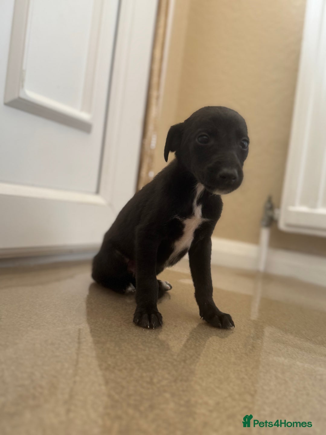 Mixed Breed dogs for sale: Stunning wiggy puppies  - Image 10