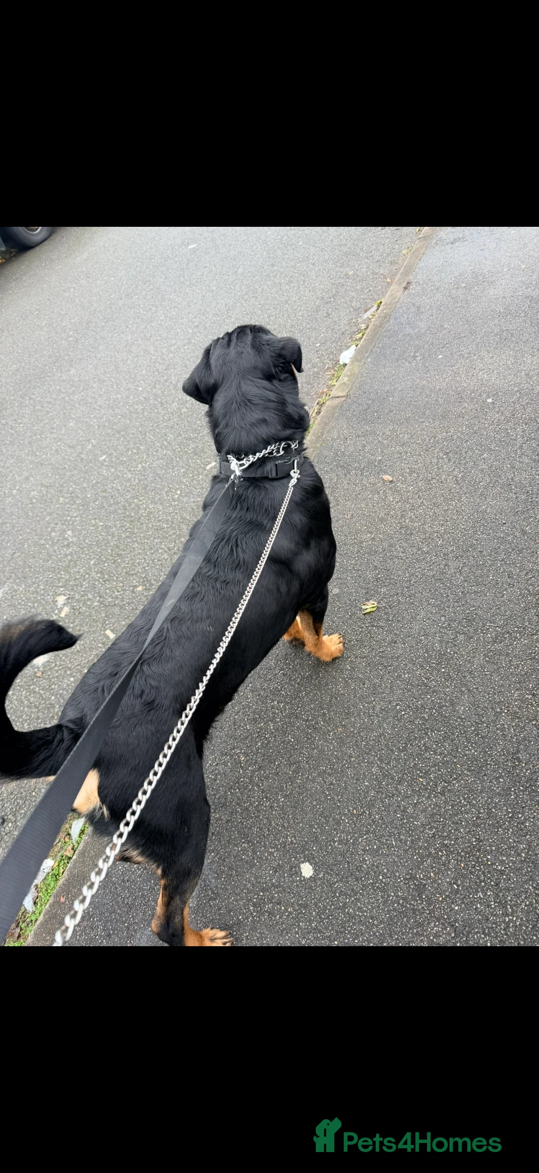 Rottweiler dogs for stud: Rottweiler for stud - Advert 5