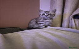 British Shorthair cats for sale: British shorthair mix  - Image 2
