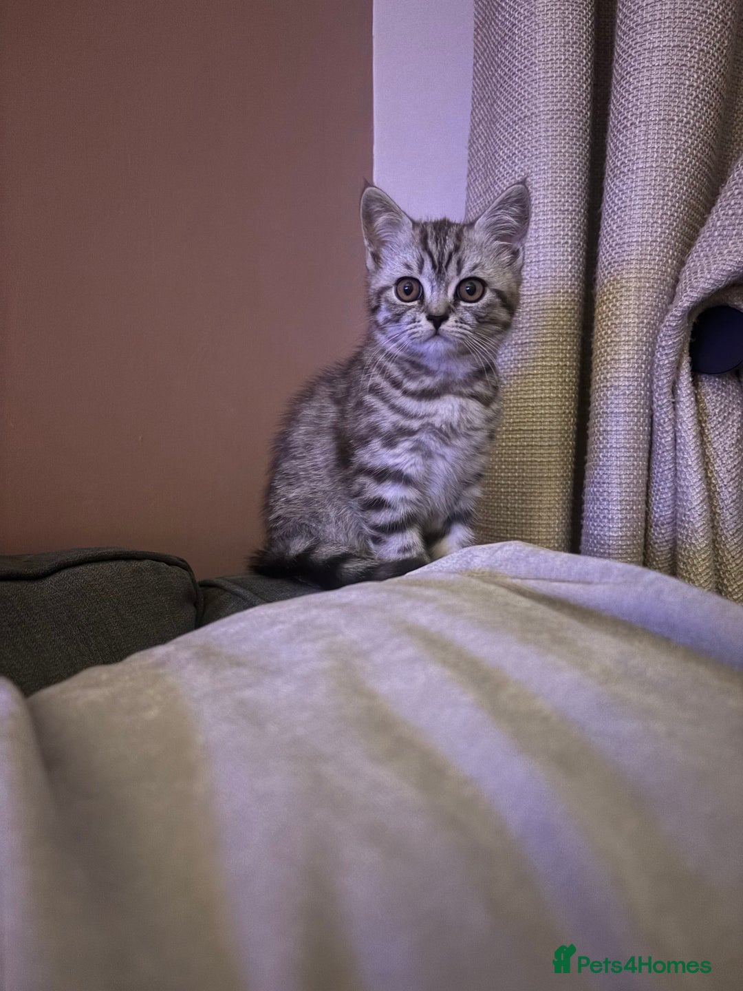 British Shorthair cats for sale: British shorthair mix  - Image 2