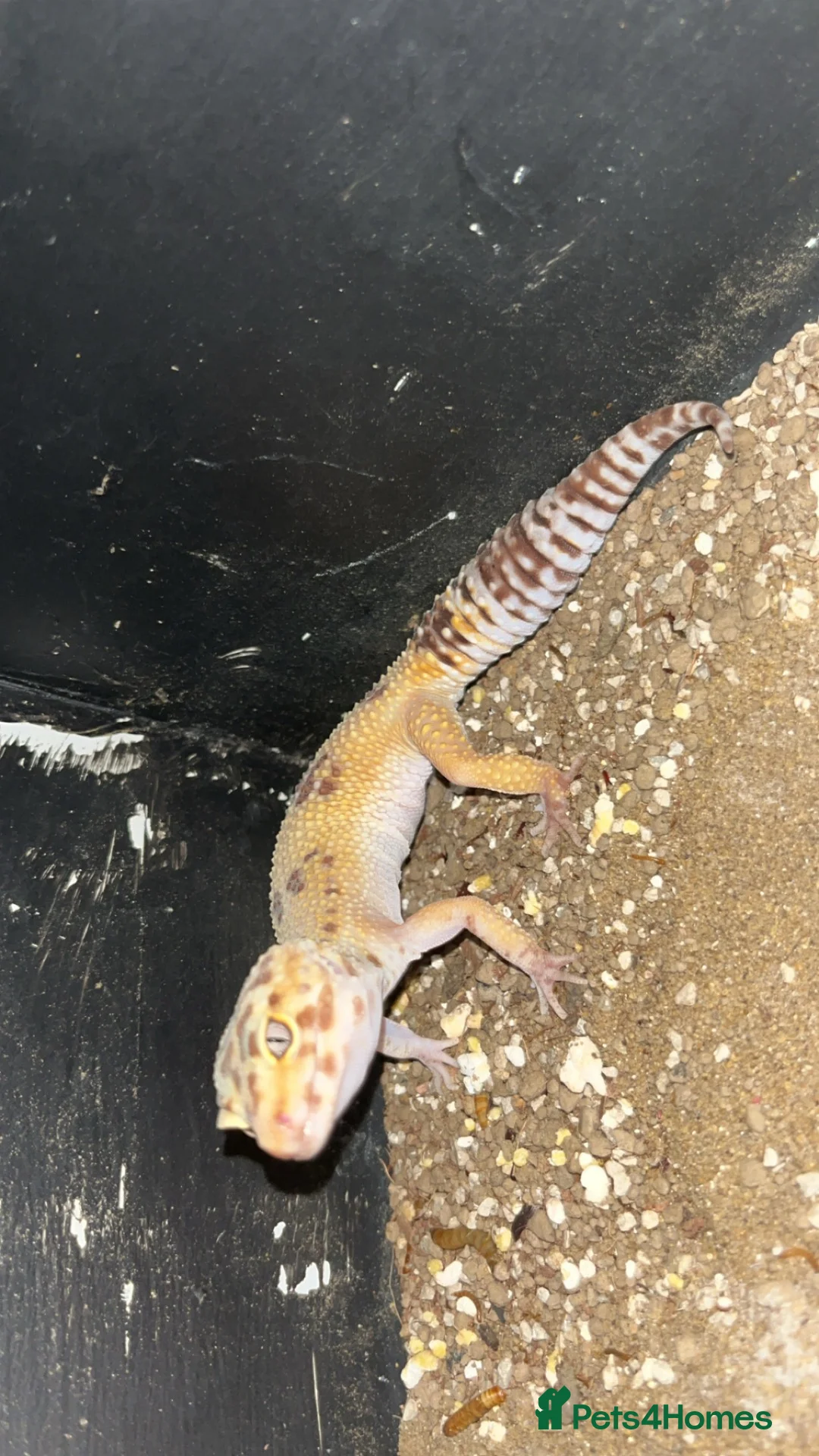 Leopard Gecko reptiles for sale: Leopard Geckos - Advert 2