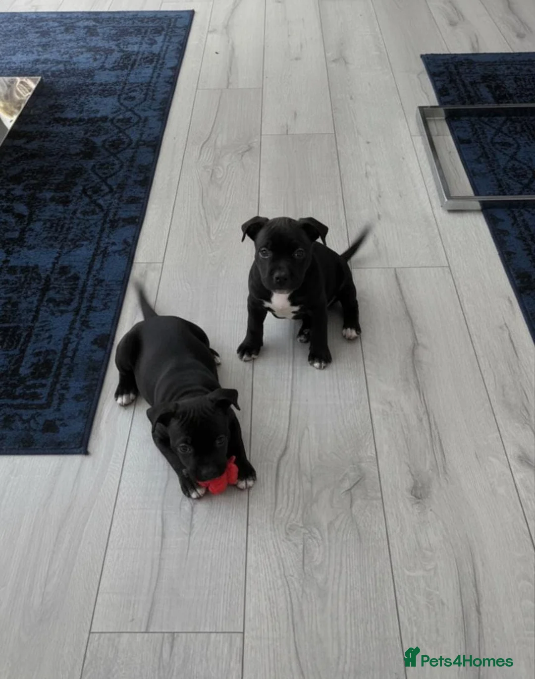 Staffordshire Bull Terrier dogs for sale: Staff puppies for sale  - Advert 4