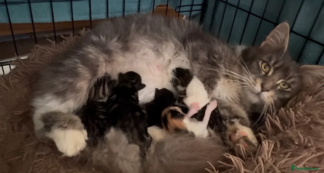 Maine Coon cats for sale: Maincoon X kittens  - Advert 7