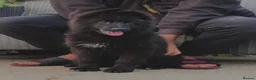 German Shepherd dogs for sale: KC Registered LONG HAIR GERMAN SHEPHERD PUPPIES - Advert 10