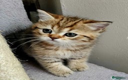 Scottish Fold cats for sale: Full TICA reg Scottish fold ready now london  - Image 4
