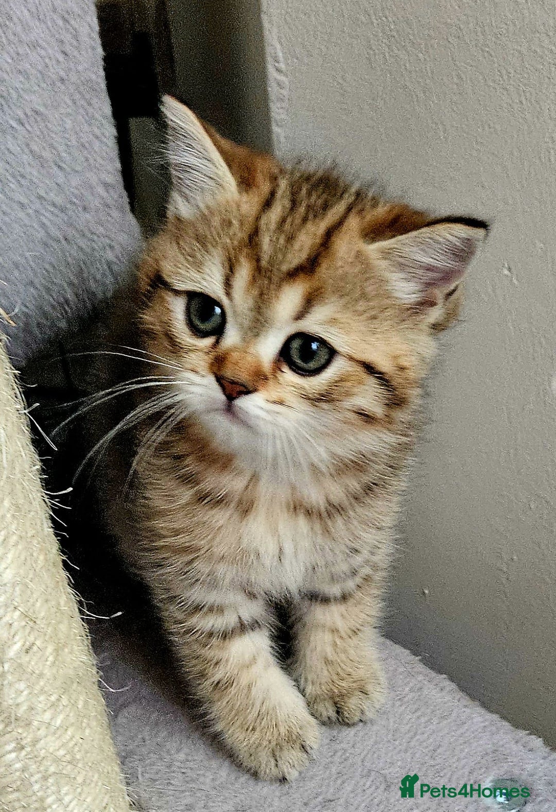 Scottish Fold cats for sale: Full TICA reg Scottish fold ready now london  - Image 4