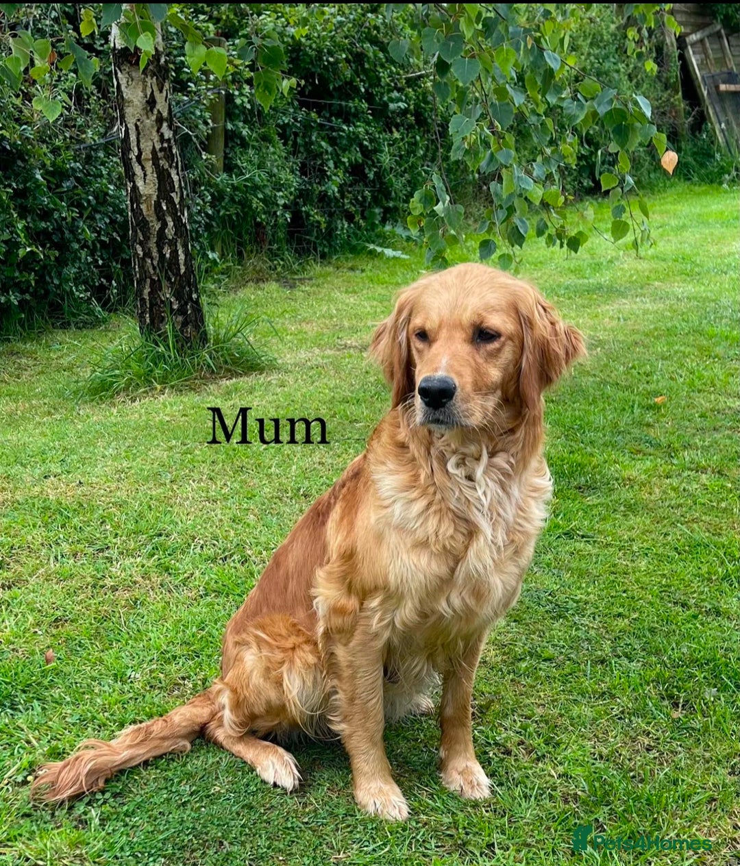 Golden Retriever dogs for sale: Golden Retriever Puppies Health Tested parents  - Image 4