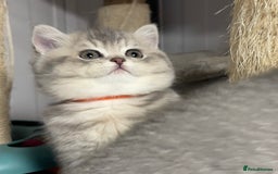 British Shorthair cats for sale: 3 GCCF British Shorthair Kittens– Champion Lines - Advert 22