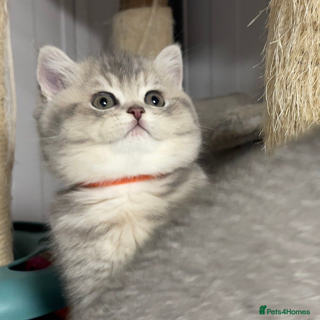 British Shorthair cats for sale: 3 GCCF British Shorthair Kittens– Champion Lines - Advert 22