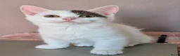 Munchkin cats for sale: Beautiful Munchkin kittens  - Advert 24