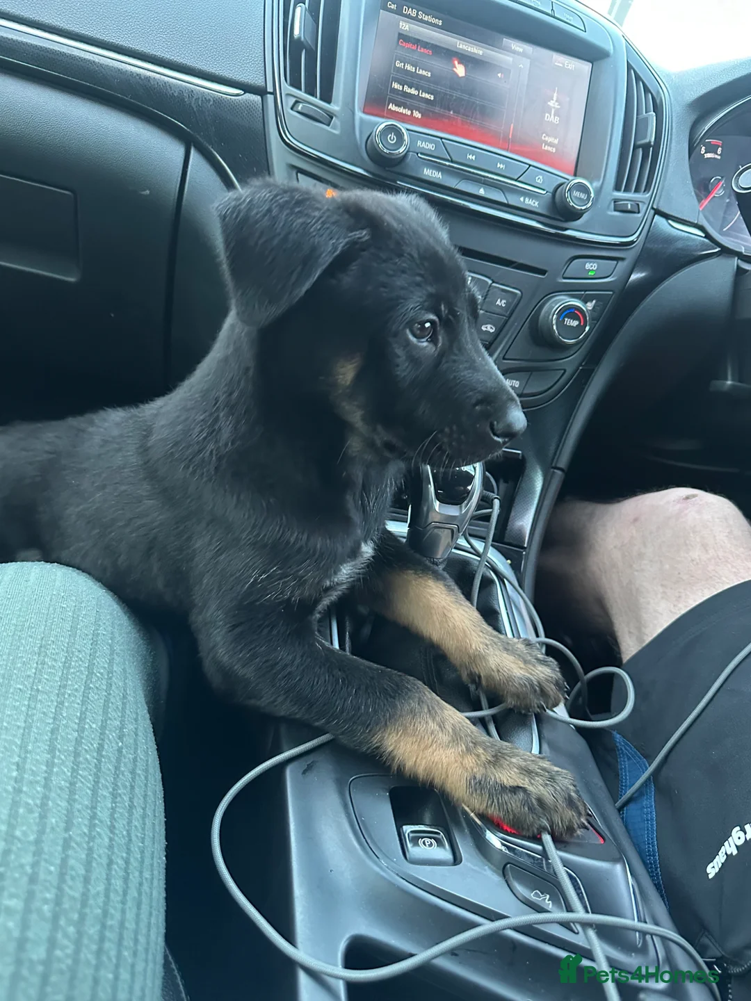 Belgian Shepherd Dog dogs for sale: Belgian Malinois Puppy in Fleetwood - Advert 1