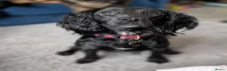 Mixed Breed dogs for sale: Loving girl looking for her new forever home  - Advert 3