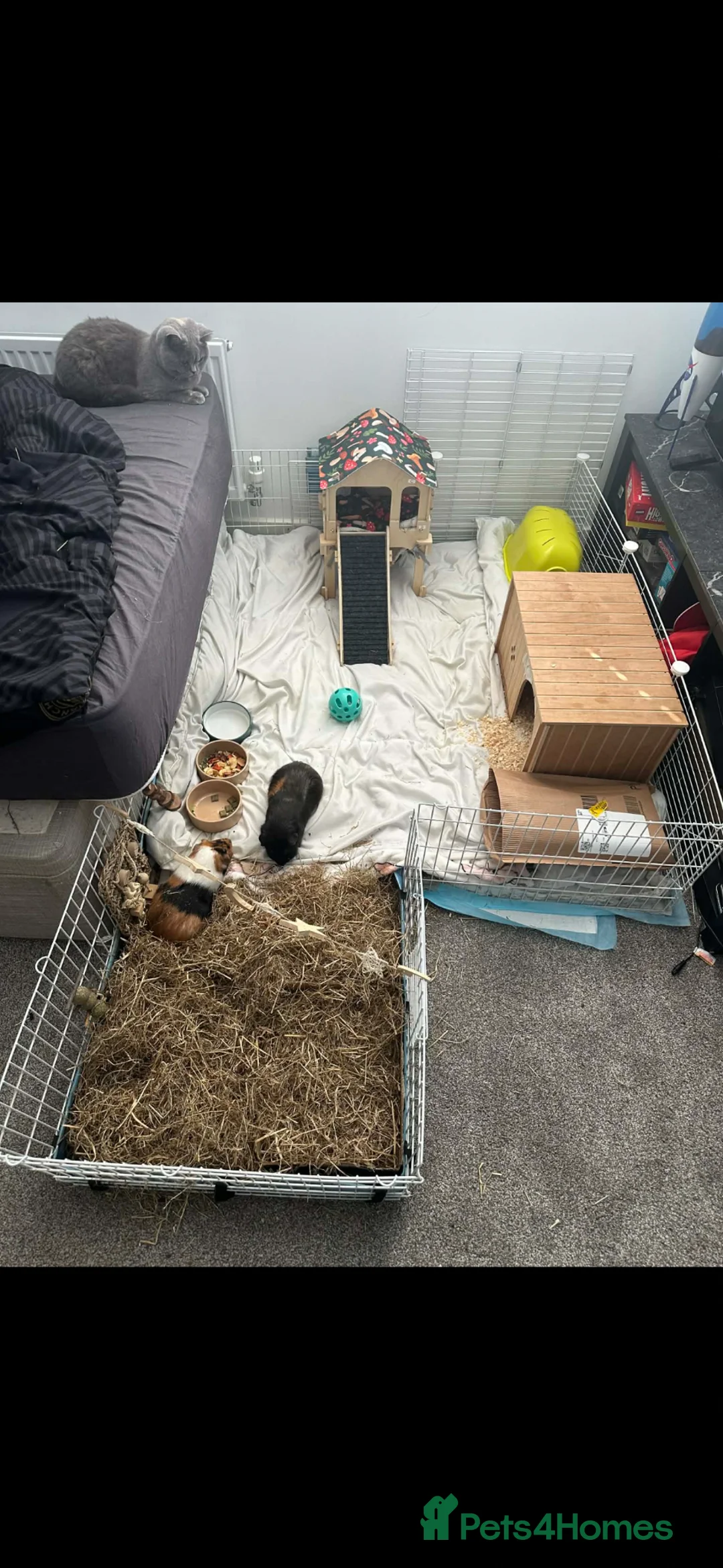 Guinea Pig rodents for sale: 2 male Guinea pigs.  in Burton-on-Trent - Advert 2