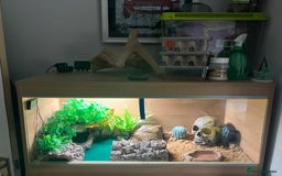 Leopard Gecko reptiles for sale: Leopard gecko vivarium and accessories for sale  - Image 3