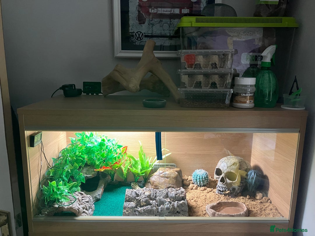 Leopard Gecko reptiles for sale: Leopard gecko vivarium and accessories for sale  - Image 3