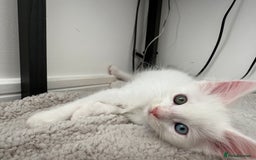 Maine Coon cats for sale: 2 Maine Coon kittens.  - Image 4