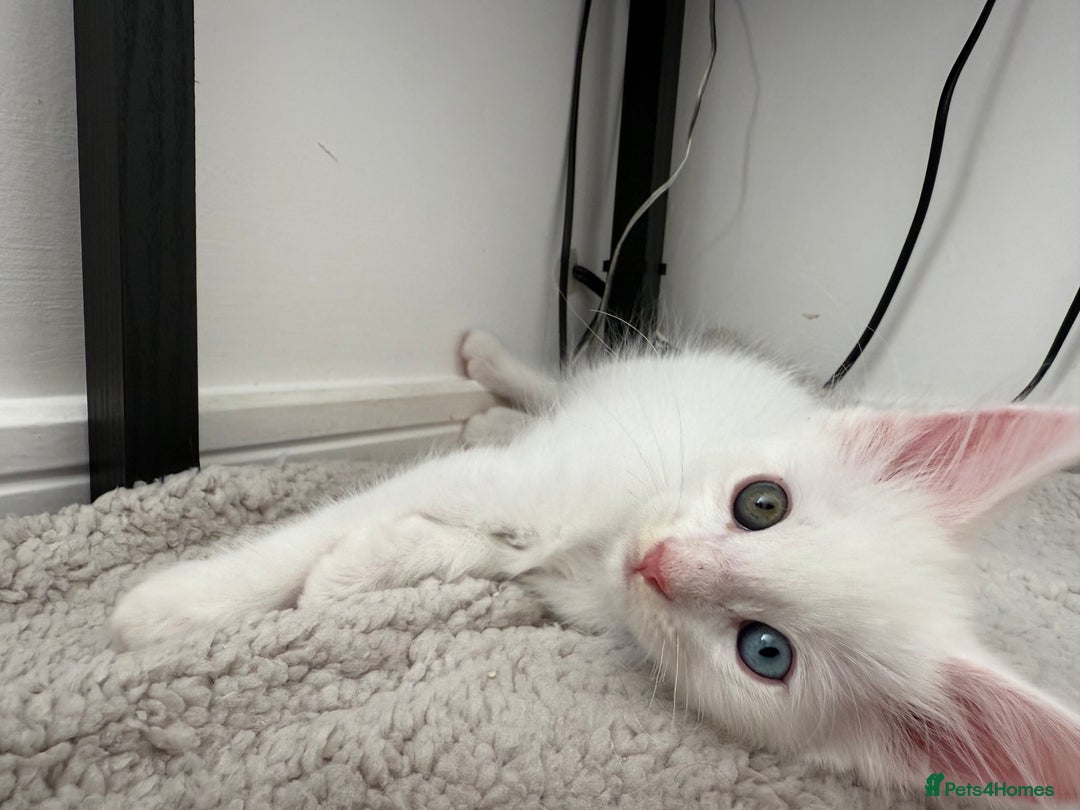 Maine Coon cats for sale: 2 Maine Coon kittens.  - Image 4
