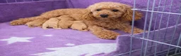 Maltipoo dogs for sale: Tiny Korean Maltipoo  - Advert 6
