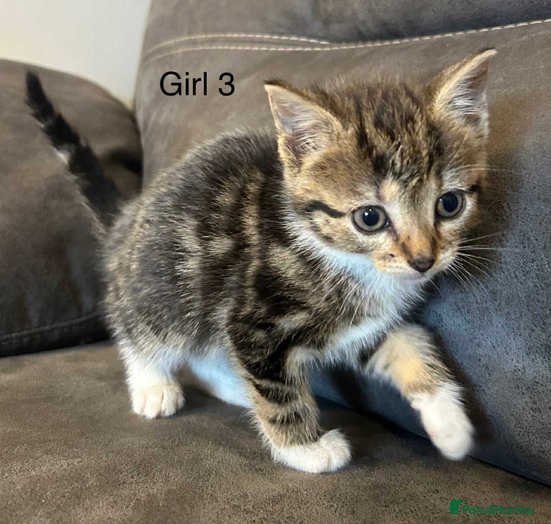 British Shorthair cats for sale: Stunning kittens available  - Image 24