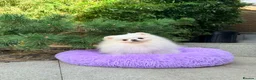 Pomeranian dogs for sale: SUPER TINY WHITE POMERANIAN BOY - Advert 16