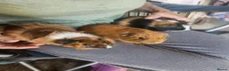 Guinea Pig rodents for sale: Lovely girls and boys for sale  - Advert 5