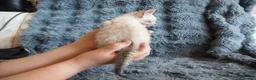 Bengal cats for sale: Silver, Snow Lynx & Brown Rosette Bengals - Advert 26