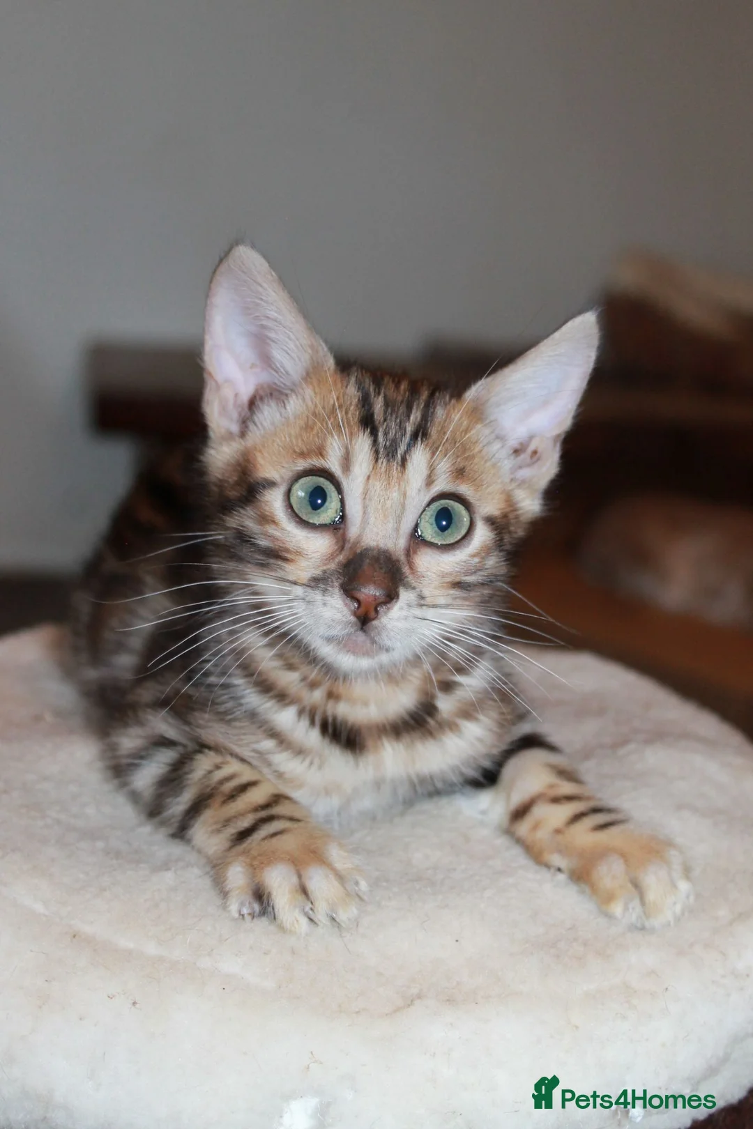 Bengal cats for sale: One Brown Rosette Male Bengal Left! - Advert 2