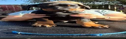 Dobermann dogs for sale: Stunning KC reg Doberman puppies  - Advert 9