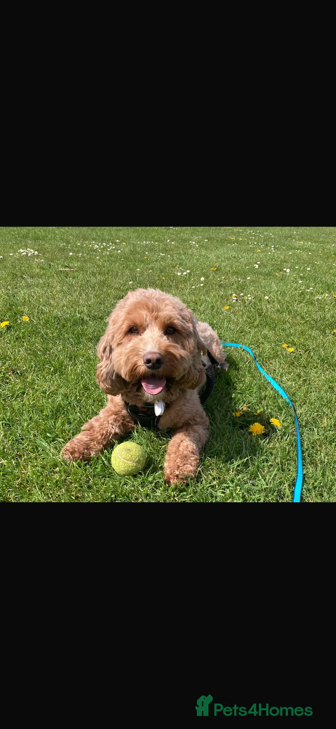 Cockapoo dogs for sale: Cockerpoo   for sale - Advert 4