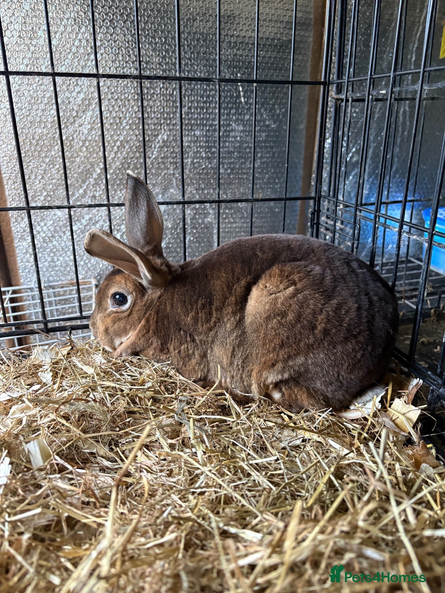 Rex rabbits Mini Rex Castor doe - Advert 3
