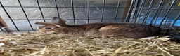 Rex rabbits for sale: Mini Rex Castor doe - Advert 1