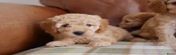 Cavapoo dogs for sale: Quality Health Tested F1b Miniature Cavapoos - Advert 2