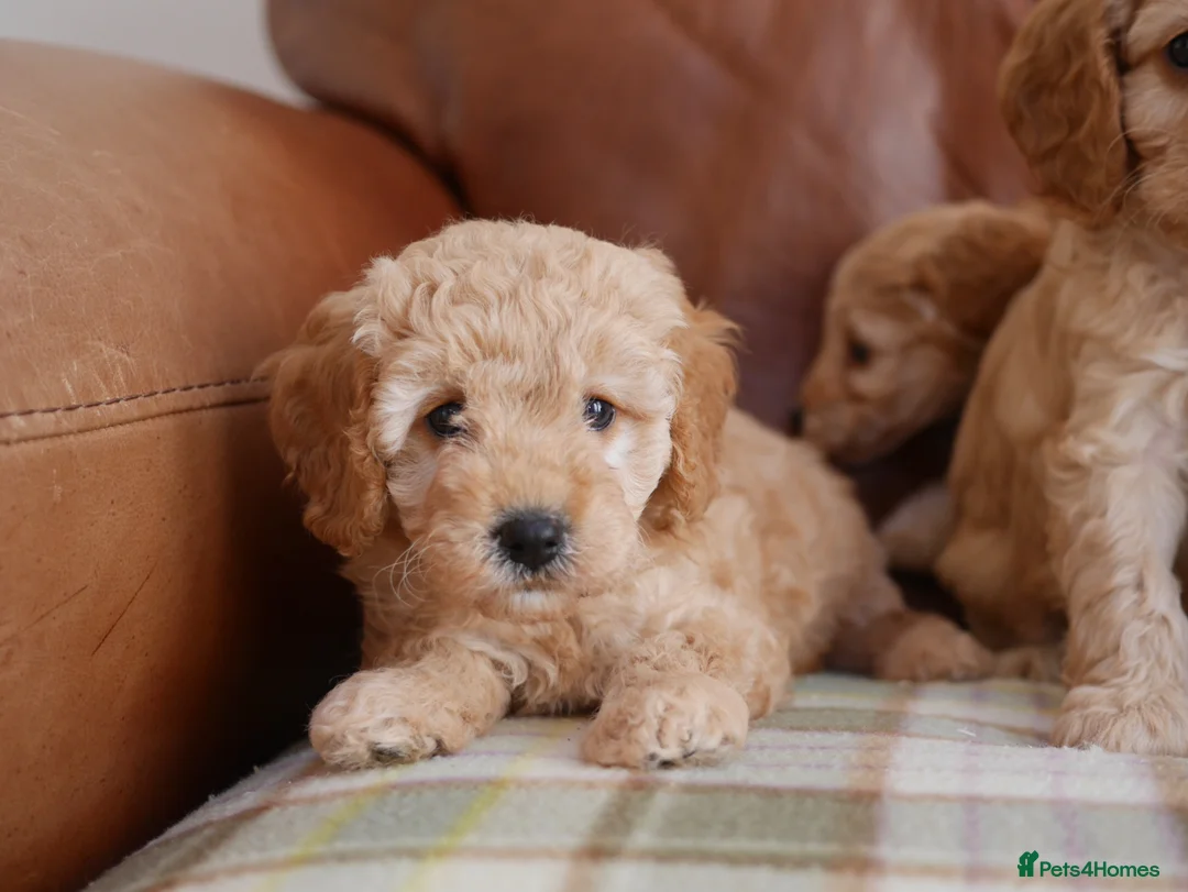 Cavapoo dogs for sale: Quality Health Tested F1b Miniature Cavapoos - Advert 2