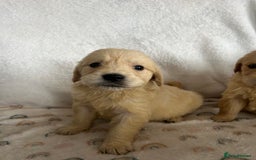 Golden Retriever dogs for sale: Beautiful golden retriever litter 🐶⭐️ - Image 29