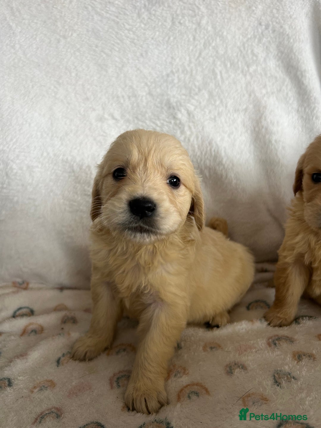 Golden Retriever dogs for sale: Beautiful golden retriever litter 🐶⭐️ - Image 29