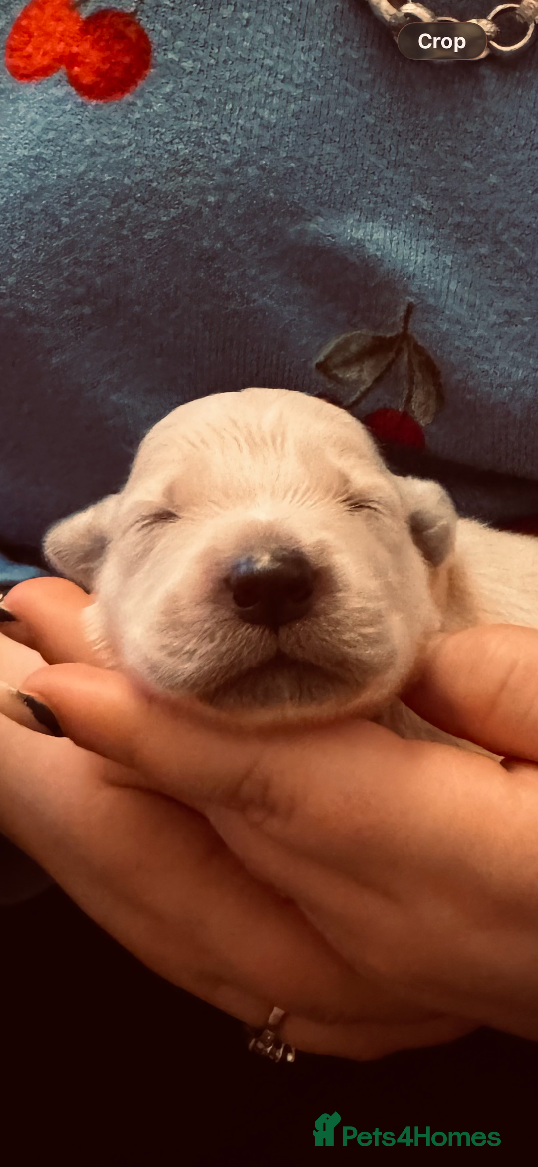 Golden Retriever dogs for sale: Golden retriever puppys - Advert 3