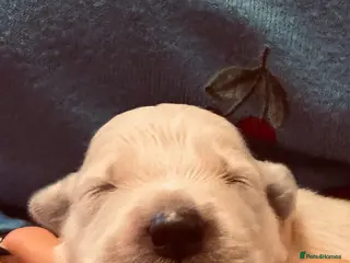 Golden Retriever dogs Golden retriever puppys - Advert 17