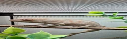Chameleon reptiles for sale: Ambilobe panther chameleons  - Advert 2