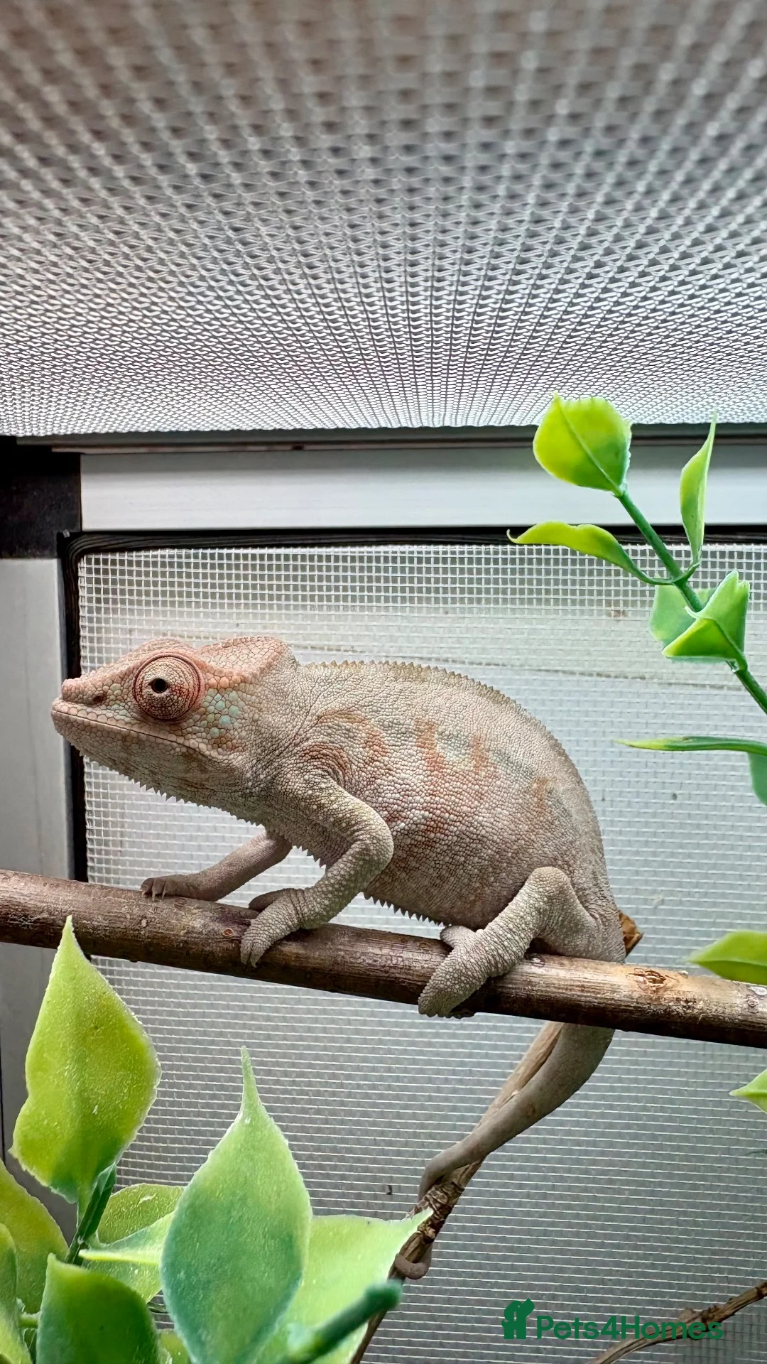 Chameleon reptiles for sale: Ambilobe panther chameleons  - Advert 2