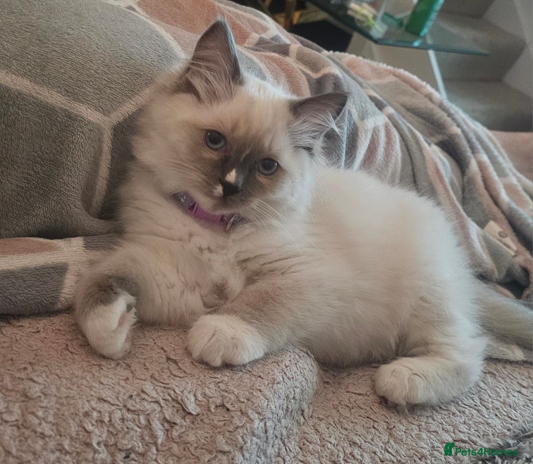 Ragdoll cats for sale: Ragdoll Kittens  - Image 5
