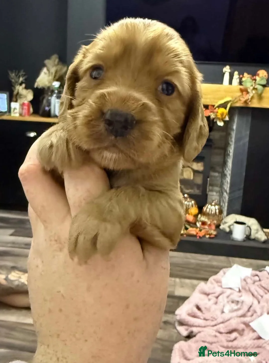 Cocker Spaniel dogs for sale: Stunning Cocker Spaniel Puppies in Whitley Bay - Advert 8