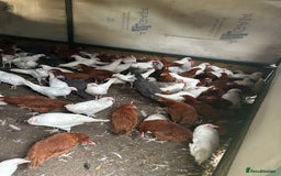 Chickens poultry for sale: Point of lay Pullets  - Image 5