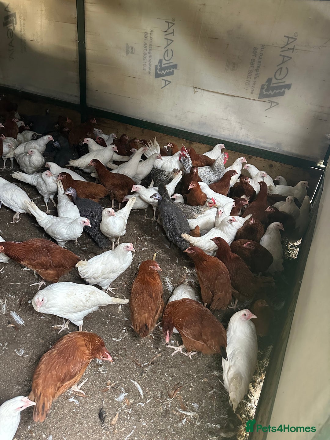 Chickens poultry for sale: Point of lay Pullets  - Image 5
